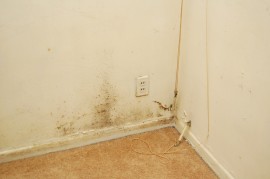 Mold Damage Restoration